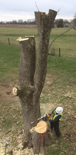 Tree Removal